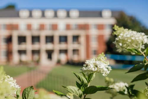 Crepe Myrtle blooms in front of Bostwick Hall